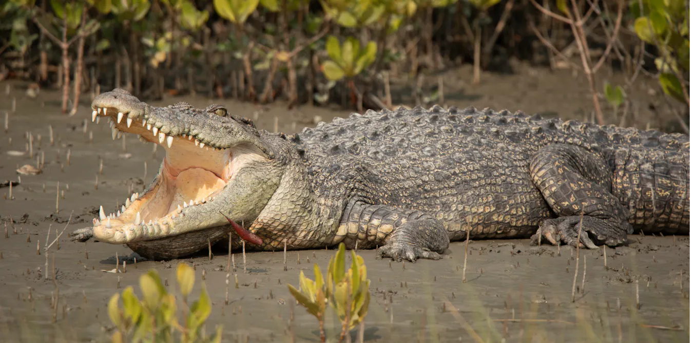Saltwater Croc Saltwater crocodiles are slowly returning to Bali and Java. Can we ...