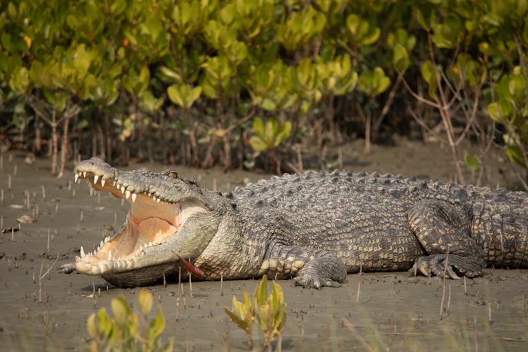 saltwater crocodile