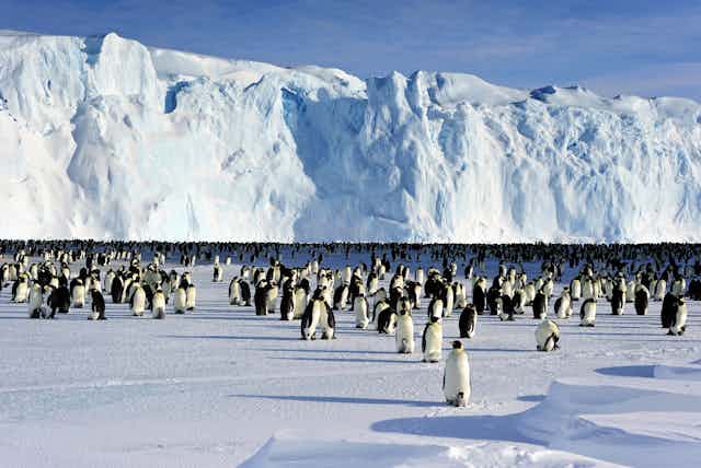 A large group of emperor penguins at the Auster Rookery on sea ice in Antarctica