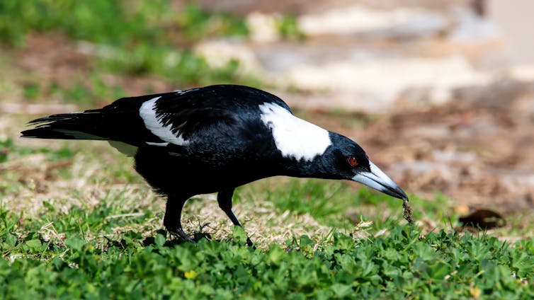 magpie bending its head and pulling out a worm from grass