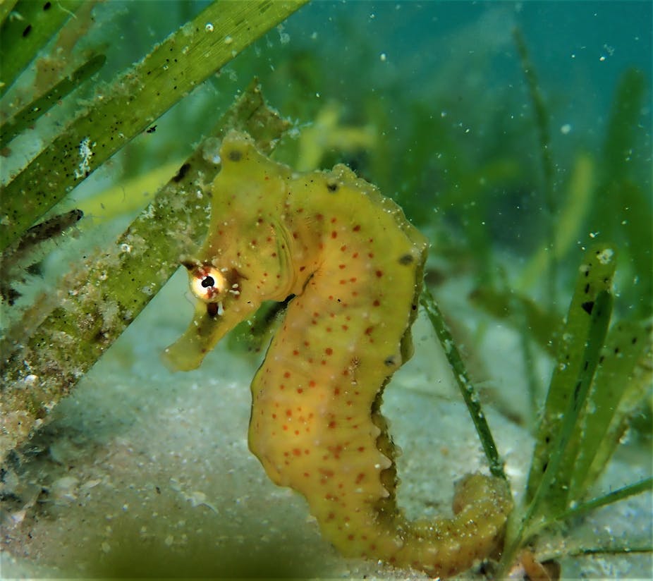 A very small greenish-yellow seahorse with tiny brownish spots is pictured from the side amid seagrass