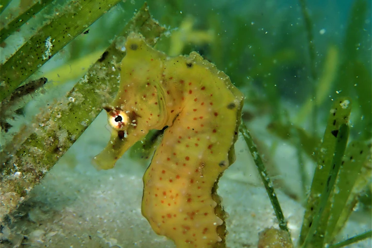 A very small greenish-yellow seahorse with tiny brownish spots is pictured from the side amid seagrass