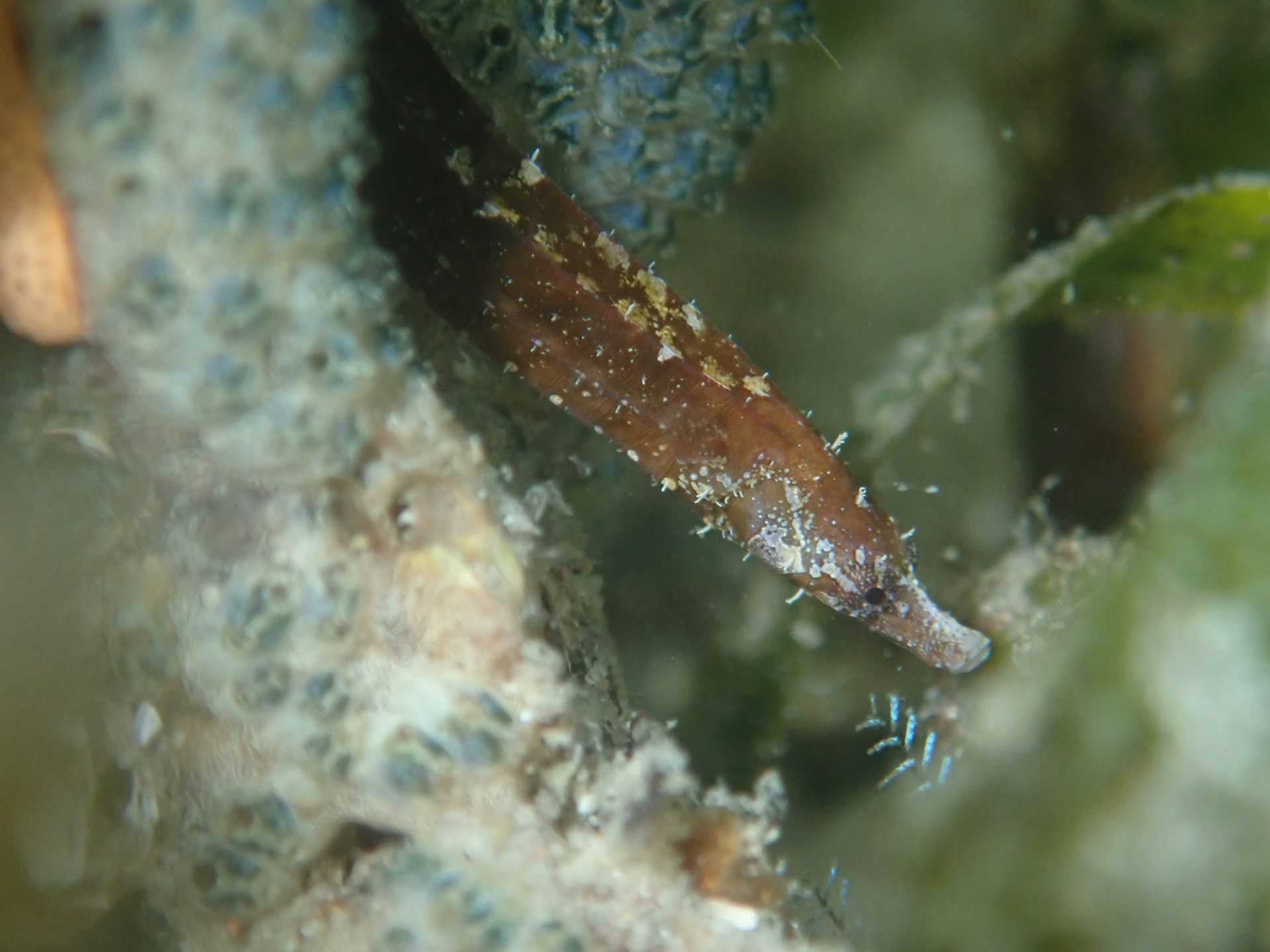 A photograph of a sea creature whose snout resembles a sea horse's but whose body is long and thin. It is brown with small white spikes.