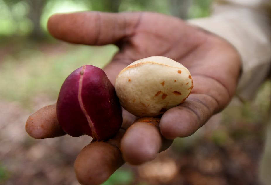 Two kola nuts in a person's hand