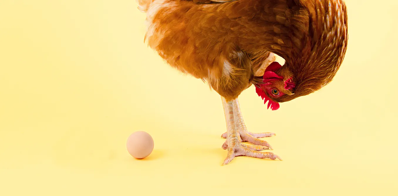 L’œuf ou la poule, qui est apparu en premier ? L’œuf ou la poule, qui est apparu en premier ?