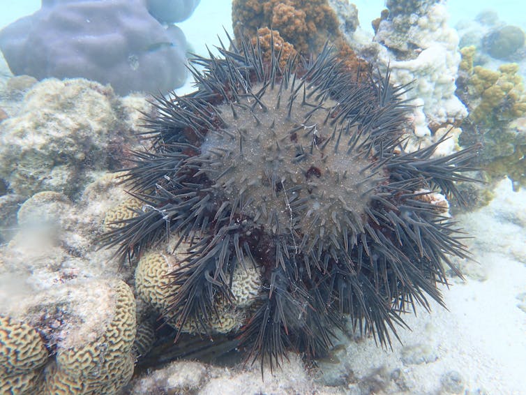 An adult crown-of-thorns starfish eating coral