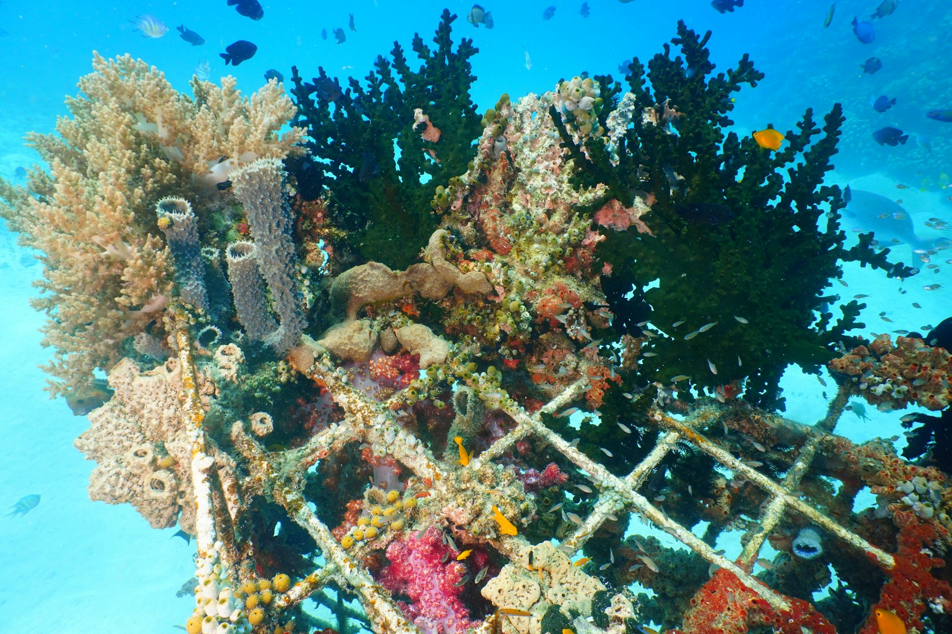 Artificial Coral Reefs Showing Early Signs They Can Mimic Real Reefs   File 20231017 21 6z6ou 