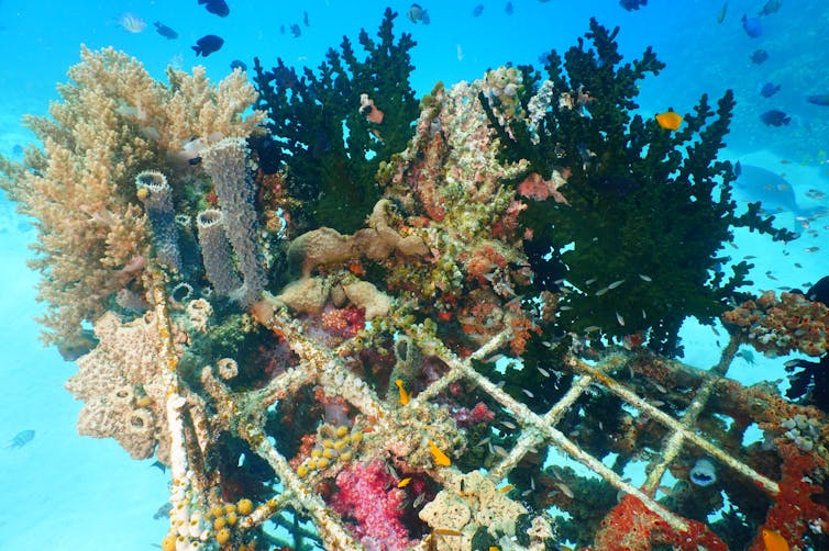 BU Research Blog, Conversation article: Artificial coral reefs showing  early signs they can mimic real reefs killed by climate change – new  research