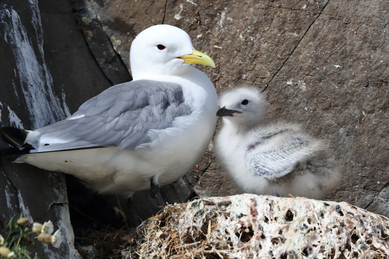 Parent kittiwakes with fluffy chick.