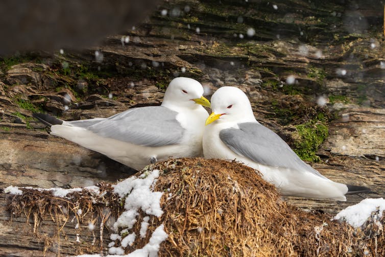 Nesting kittiwake couple.