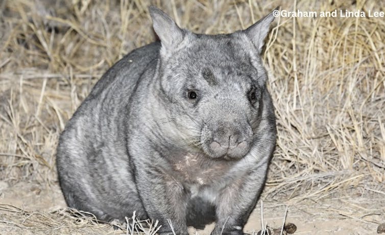 A stout grey animal with pointy ears, black beady eyes and a stumpy snout