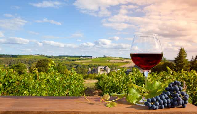 Glass of red wine with vineyards in background