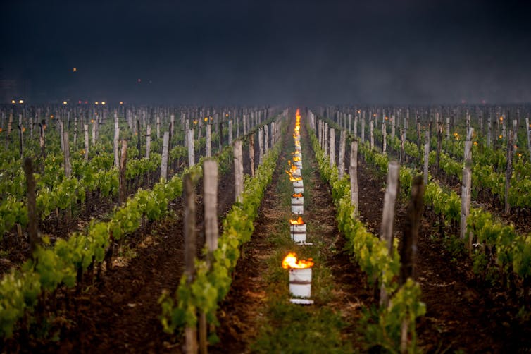 Vineyard with burning torches between rows of vines
