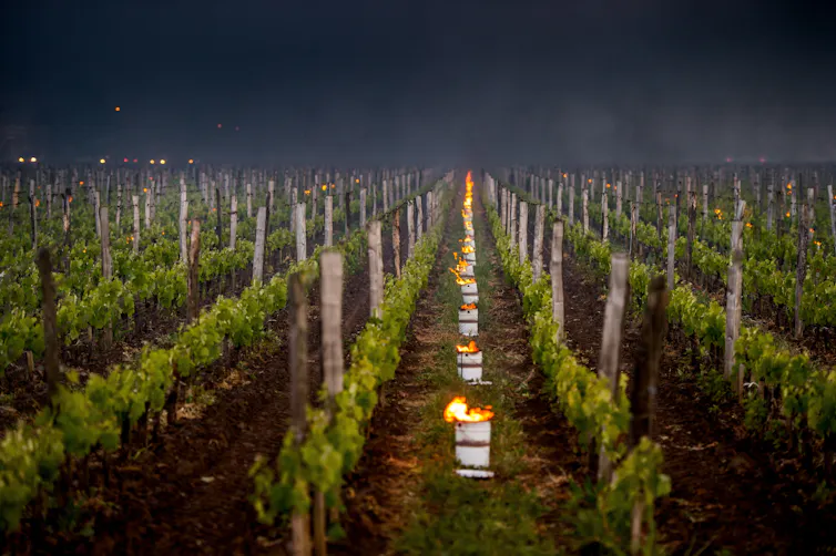 Vineyard with burning torches between rows of vines