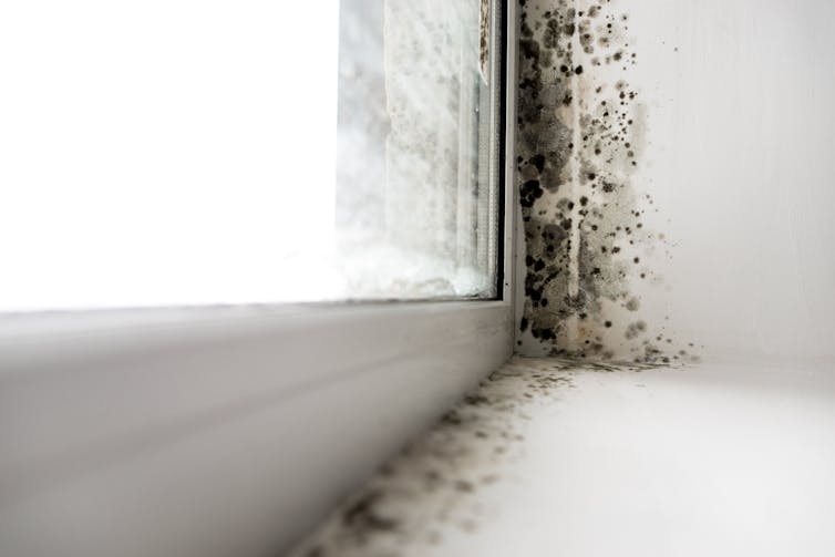 A PVC window frame with black mould growing on it.