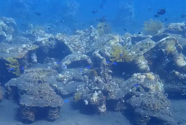 An underwater image of concrete blocks covered in marine species on grey sand.
