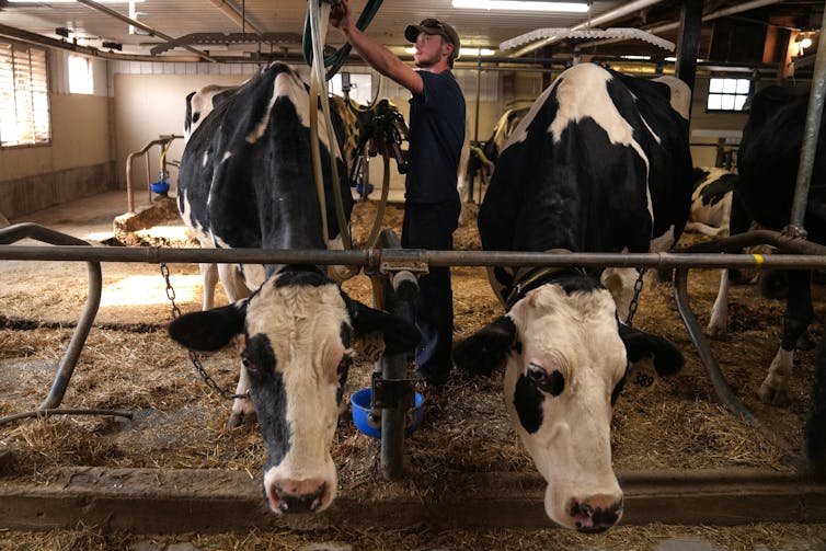A man prepares to apply a suction tube to one of two black-and-white cows