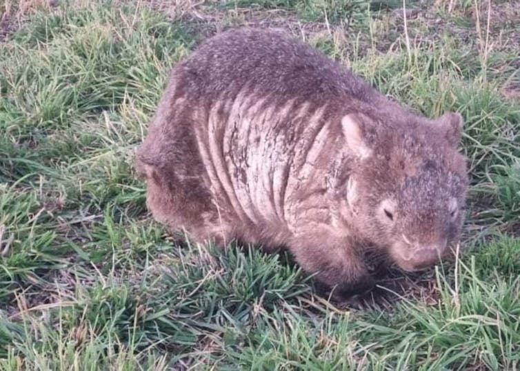 A stout brown animal with wounds across its sides