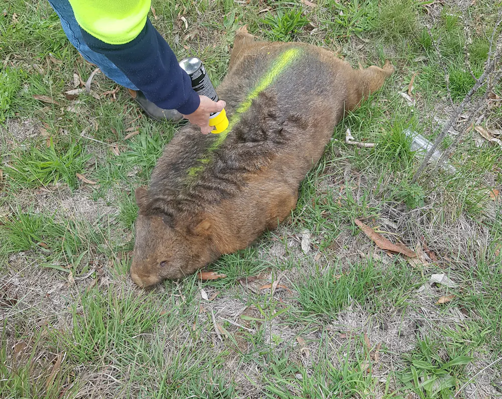 Wombat Working 2 biggest threats to wombats revealed in new data gathered by citizen ...
