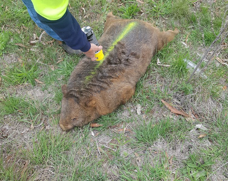 A brown stout animal splayed on the grass, a hand marking a fluorescent yellow line on its back