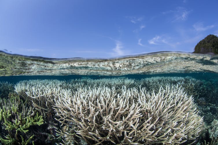 bleached coral reef near the surface of the sea