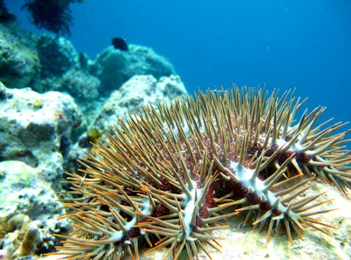 Young crown-of-thorns starfish can survive heatwaves. That's yet more bad news for the Great Barrier Reef