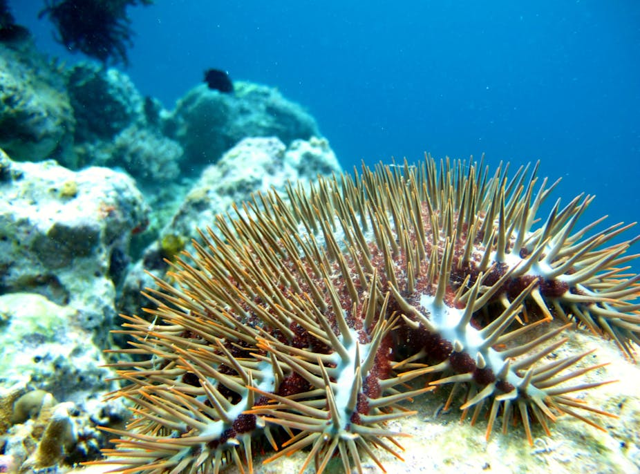crown of thorns starfish on coral