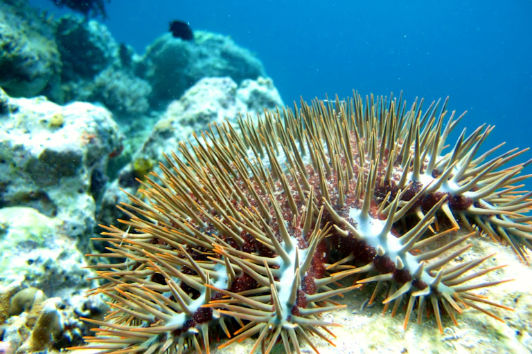 crown of thorns starfish on coral