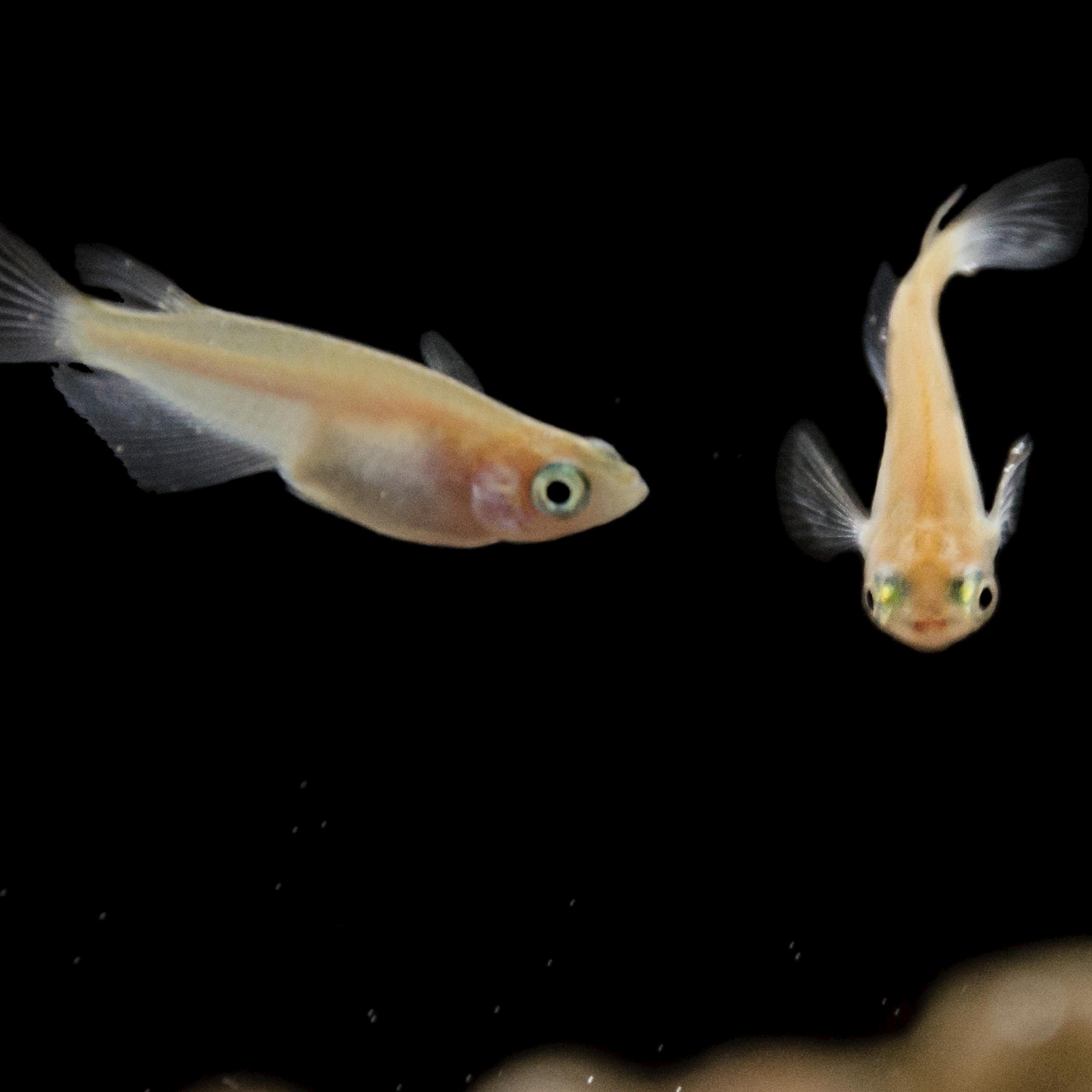 Two fish larvae seen against a black backdrop over a sandy peak.