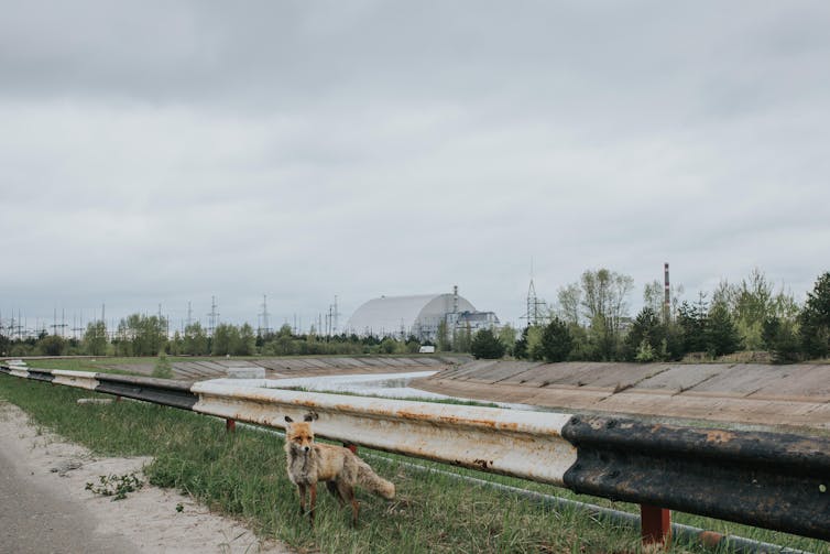 A fox with the Chernobyl nuclear power plant in the background.