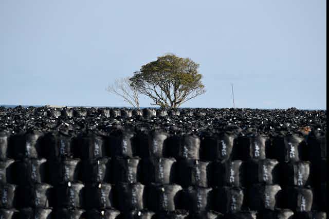 A tree standing behind thousands of large black plastic bags.