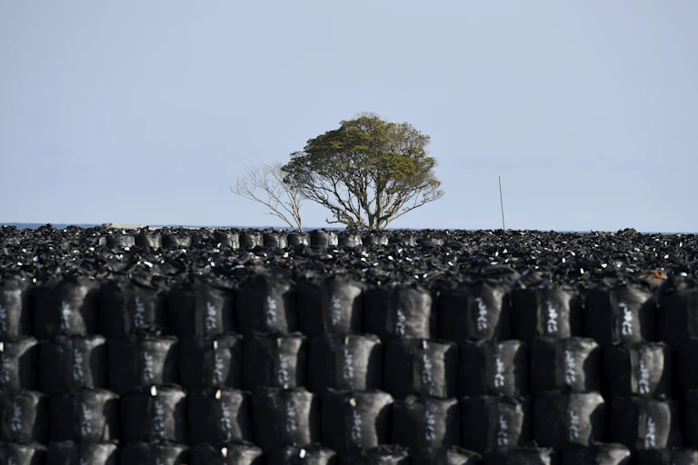 A tree standing behind thousands of large black plastic bags.