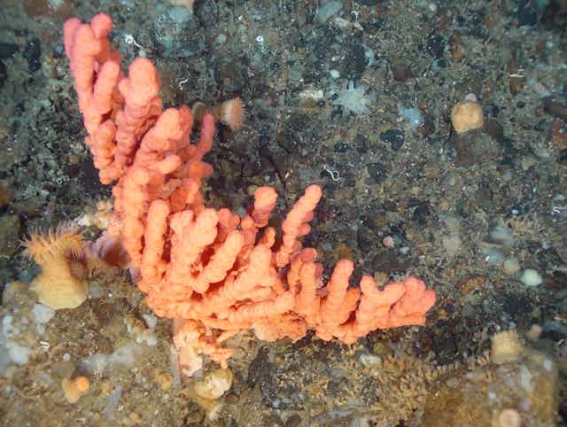 coral at the bottom of the sea