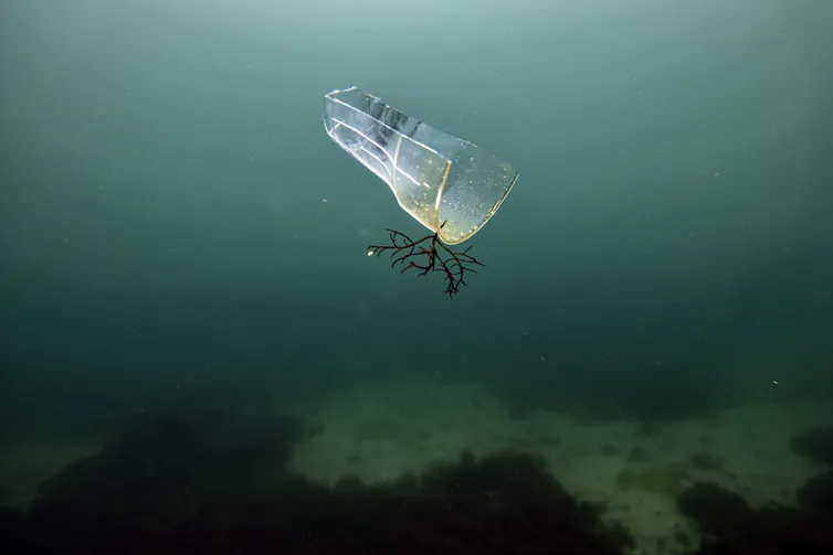 A broken plastic cup with a plant stuck in it floats in the ocean.