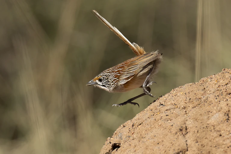 A small bird walks across a rock