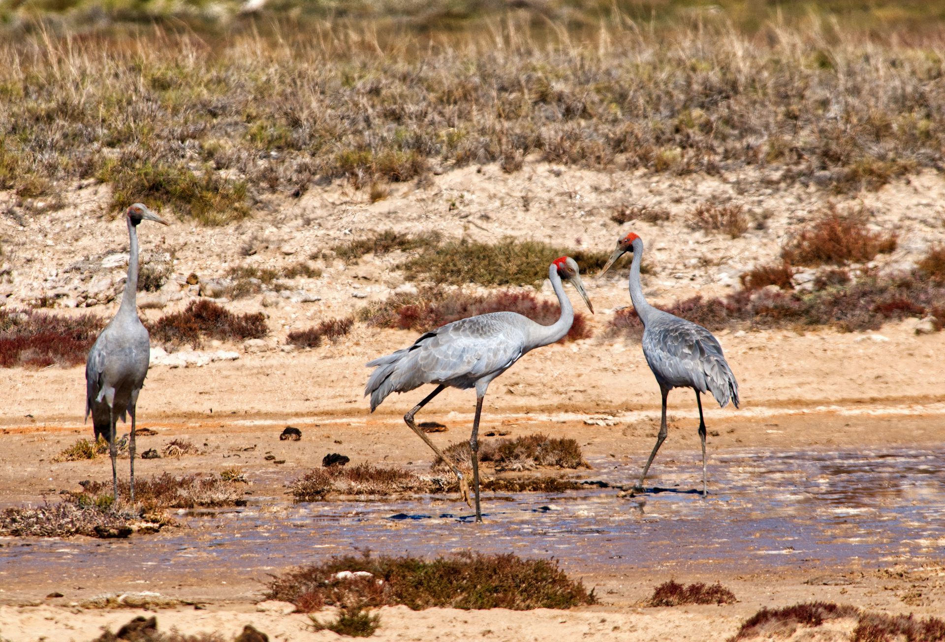 Brolga on a sandy beach in southern Australia.