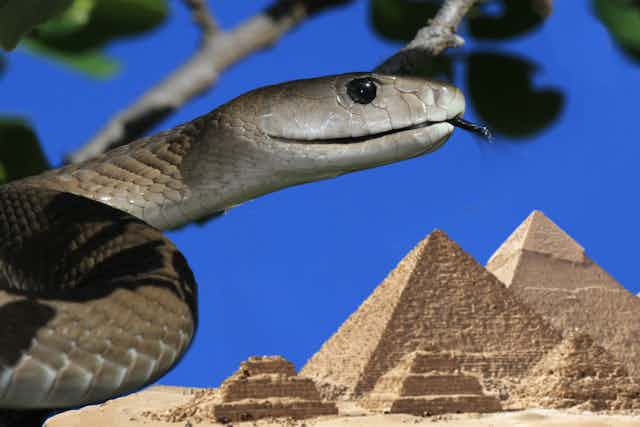 Una mamba negra con las pirámides de fondo.