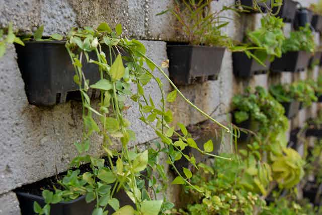 Plants growing out of flower pots placed on a wall
