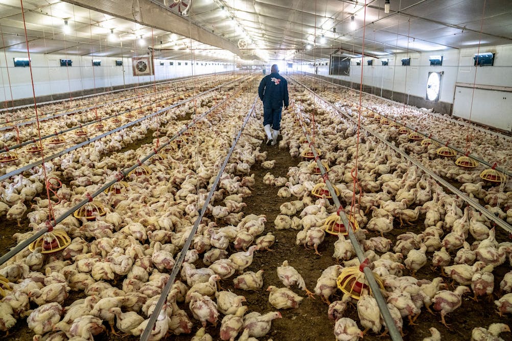 Bird flu in South Africa expert explains what’s behind the chicken
