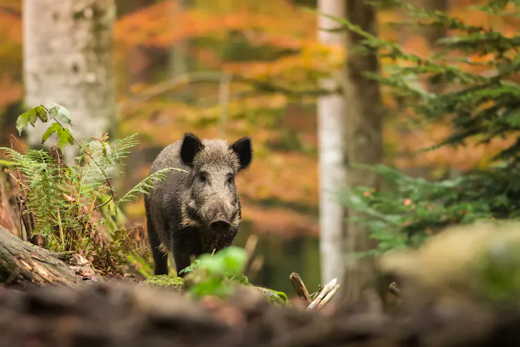 A wild boar in a forest.