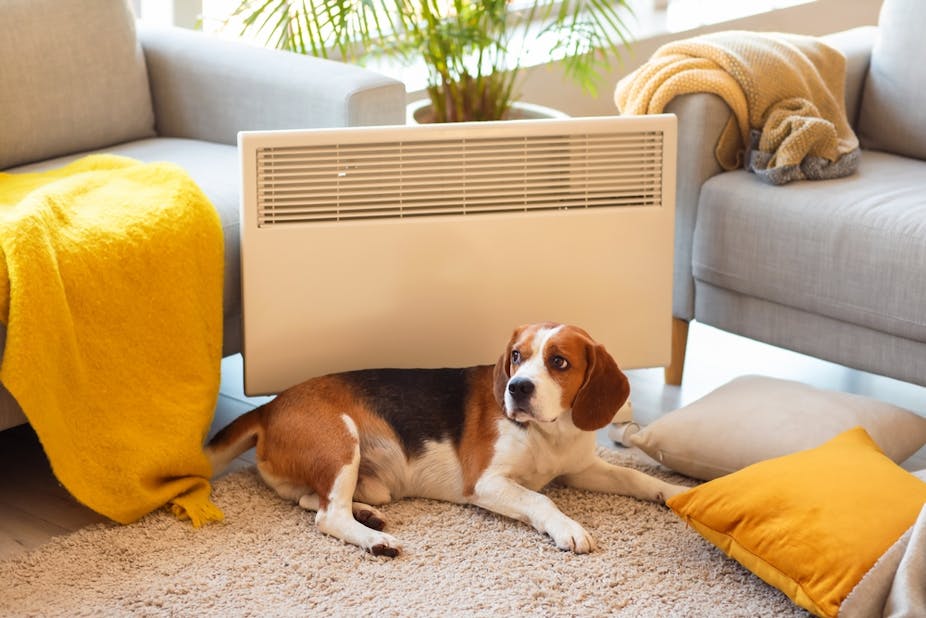 Un chien devant un radiateur électrique dans un logement.