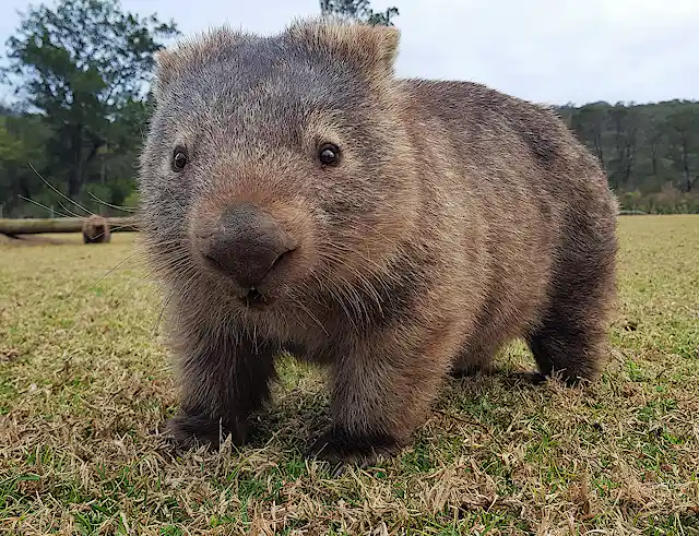 Wombat Cod 2 biggest threats to wombats revealed in new data gathered by citizen ...