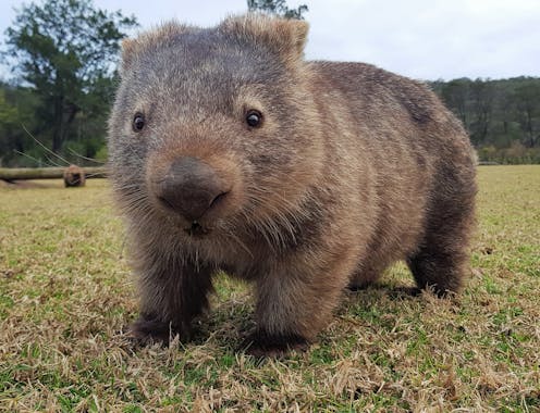 2 biggest threats to wombats revealed in new data gathered by citizen scientists