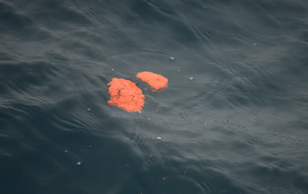 What Happens If You Poop In The Ocean at Claire Grissom blog