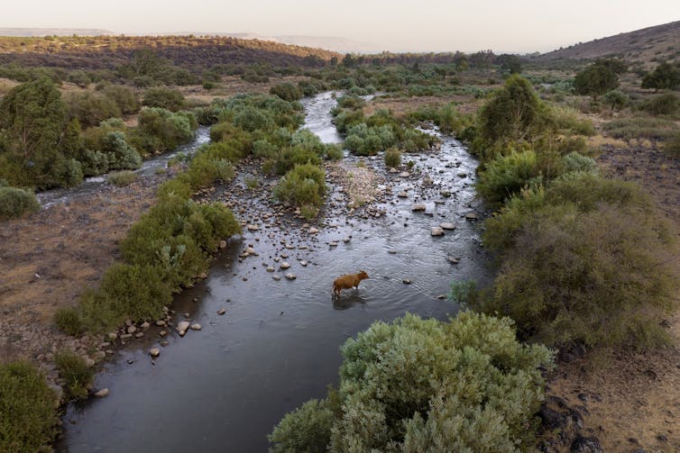 A cow seen wading in a river among brush and rocks.