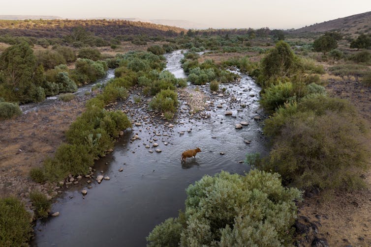 A cow seen wading in a river among brush and rocks.