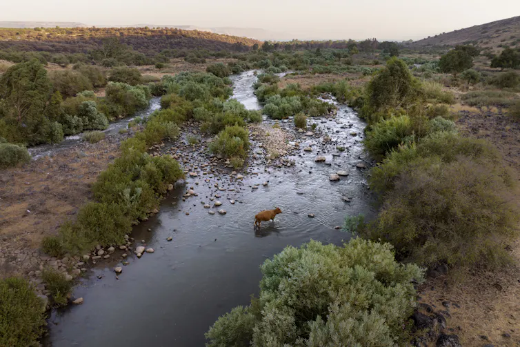 A cow seen wading in a river among brush and rocks.