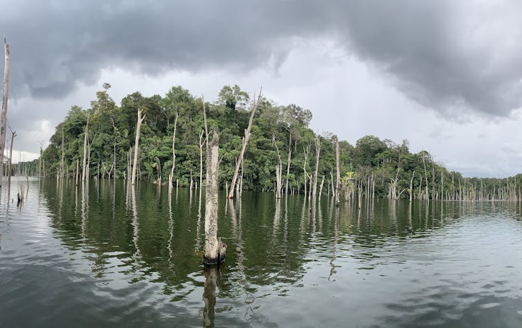 paysage avec un fleuve entouré de forêt tropicale