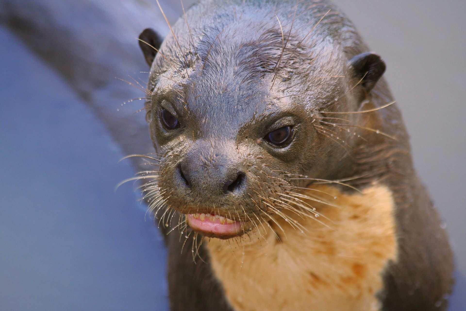 gros plan tête de loutre