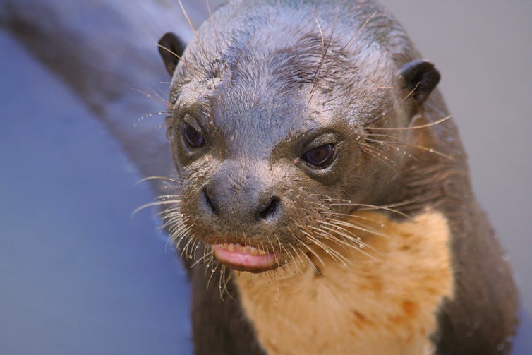 gros plan tête de loutre